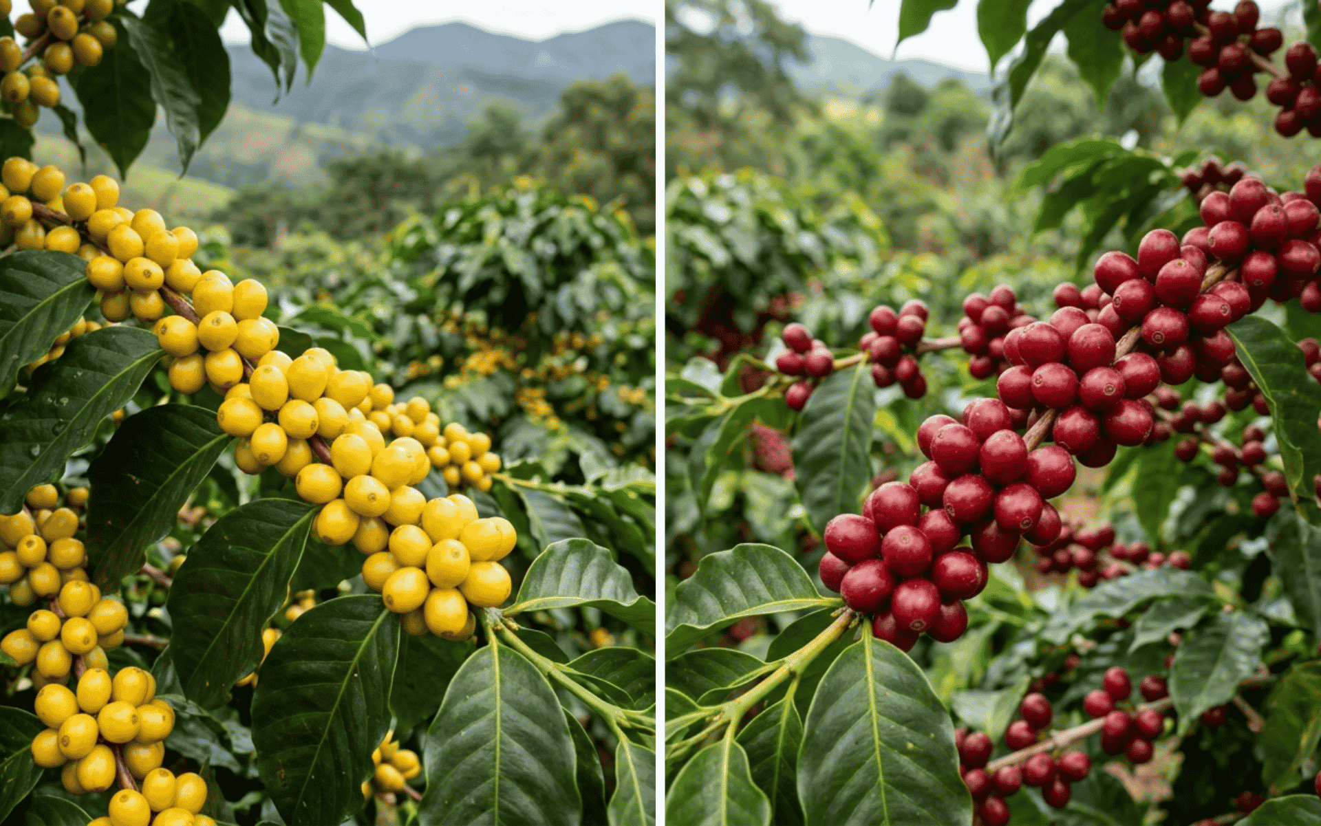 Catucaí: conheça a doçura licorosa e a versatilidade do grão que conquistou o Brasil