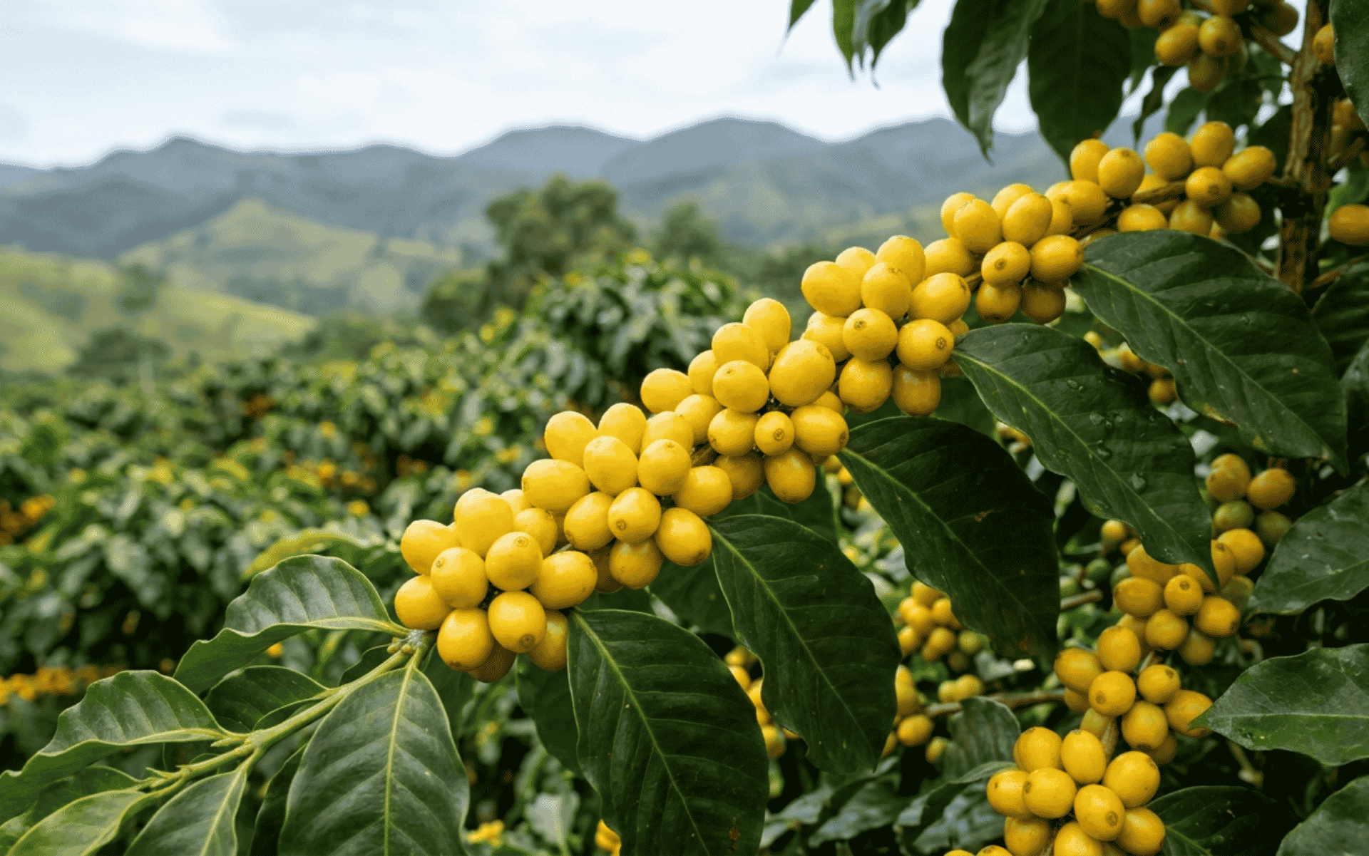Catucaí Amarelo: conheça tudo sobre essa variação do Catucaí