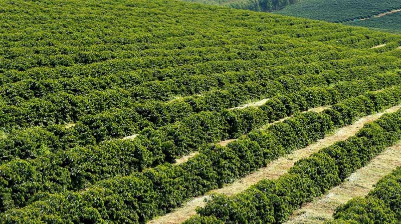 Conheça a Chapada Diamantina: cafés especiais direto do coração da Bahia