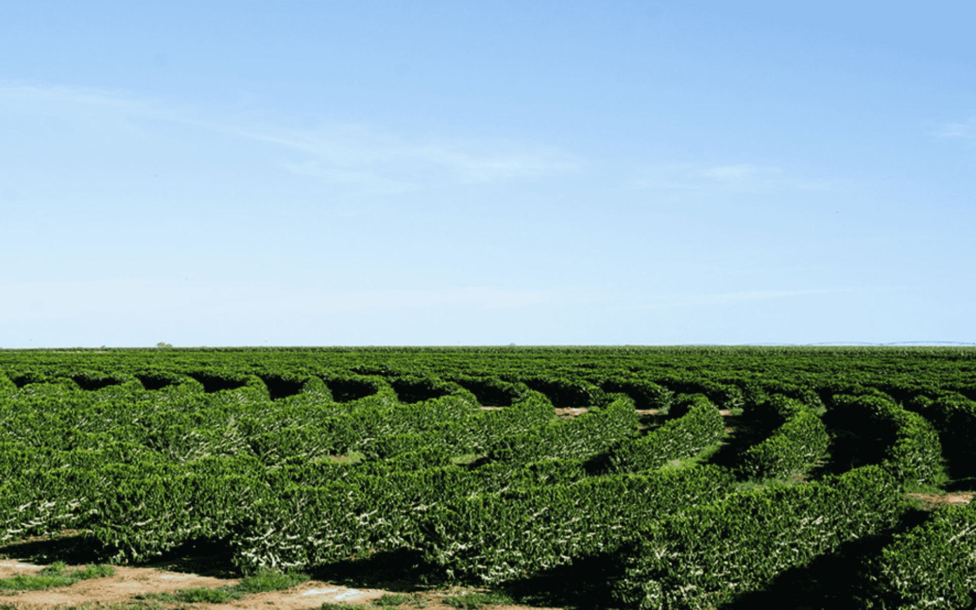 Tudo sobre a região produtora do Oeste Baiano