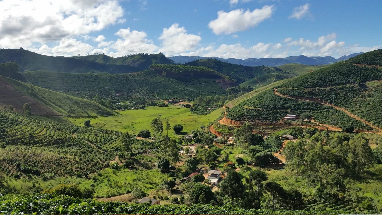 Cerrado Mineiro: o território dos cafés que conquistam o mundo!