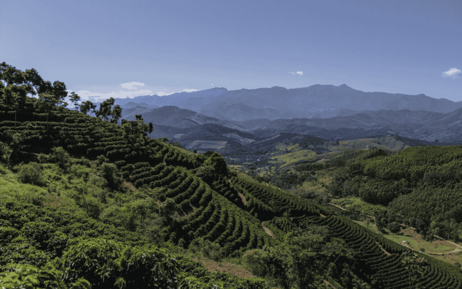 Cafés das Matas de Minas: IG e perfil sensorial único