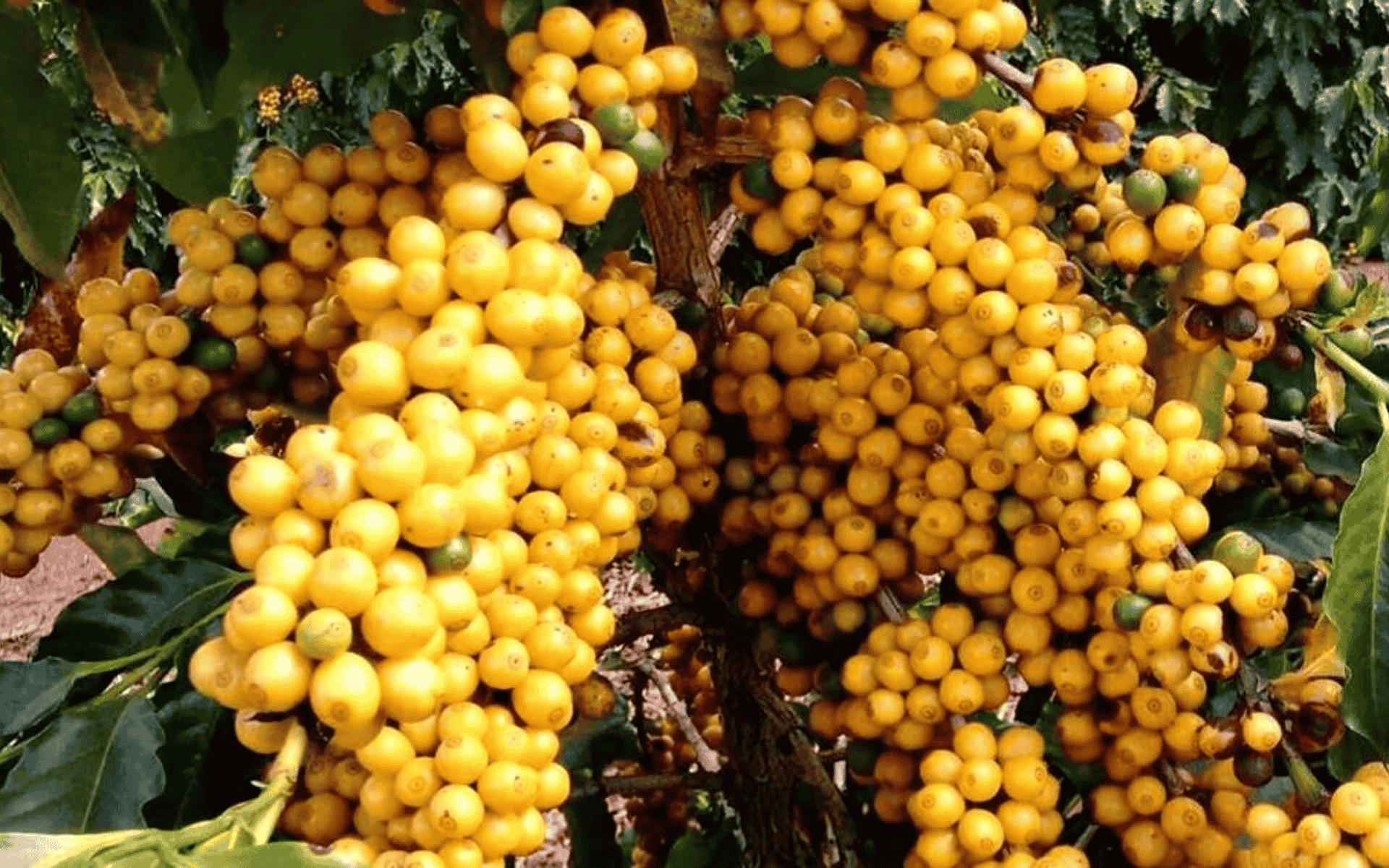 Grão Catuaí Amarelo: características, sabor e por que é tão valorizado?