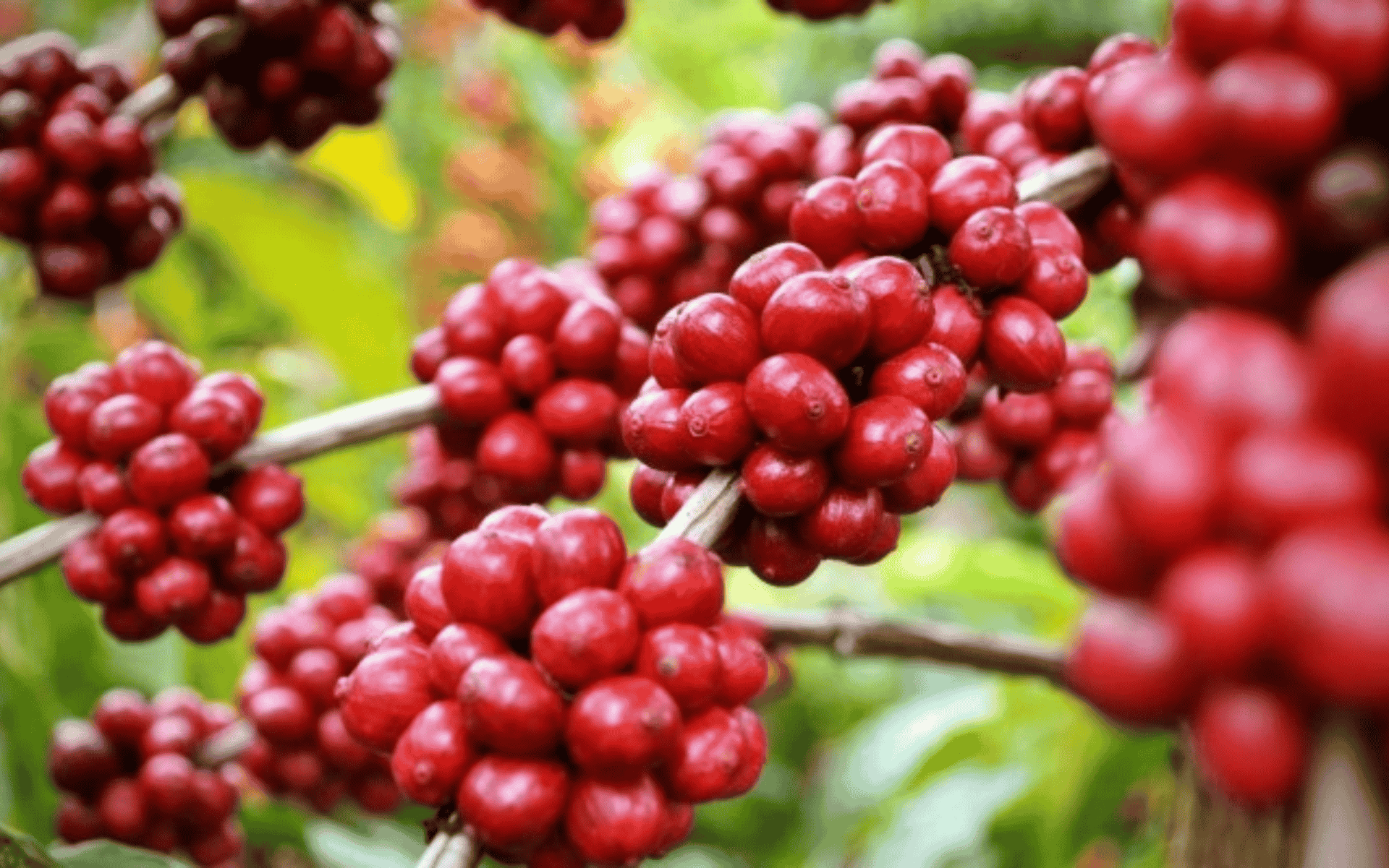 Café Catuaí Vermelho: características, sabor e por que é tão presente no Brasil?