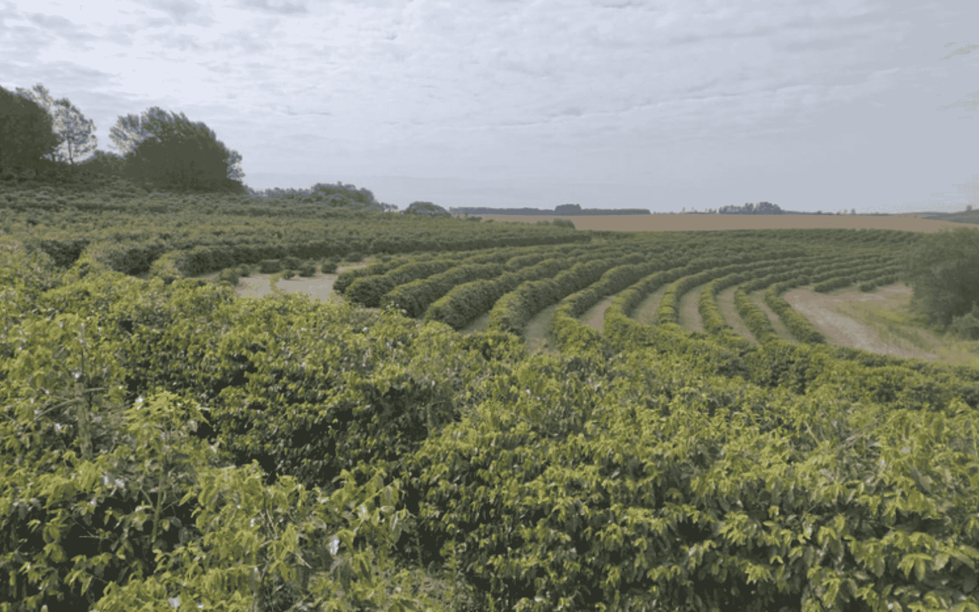 Tudo sobre a região IG Torrinha (SP)