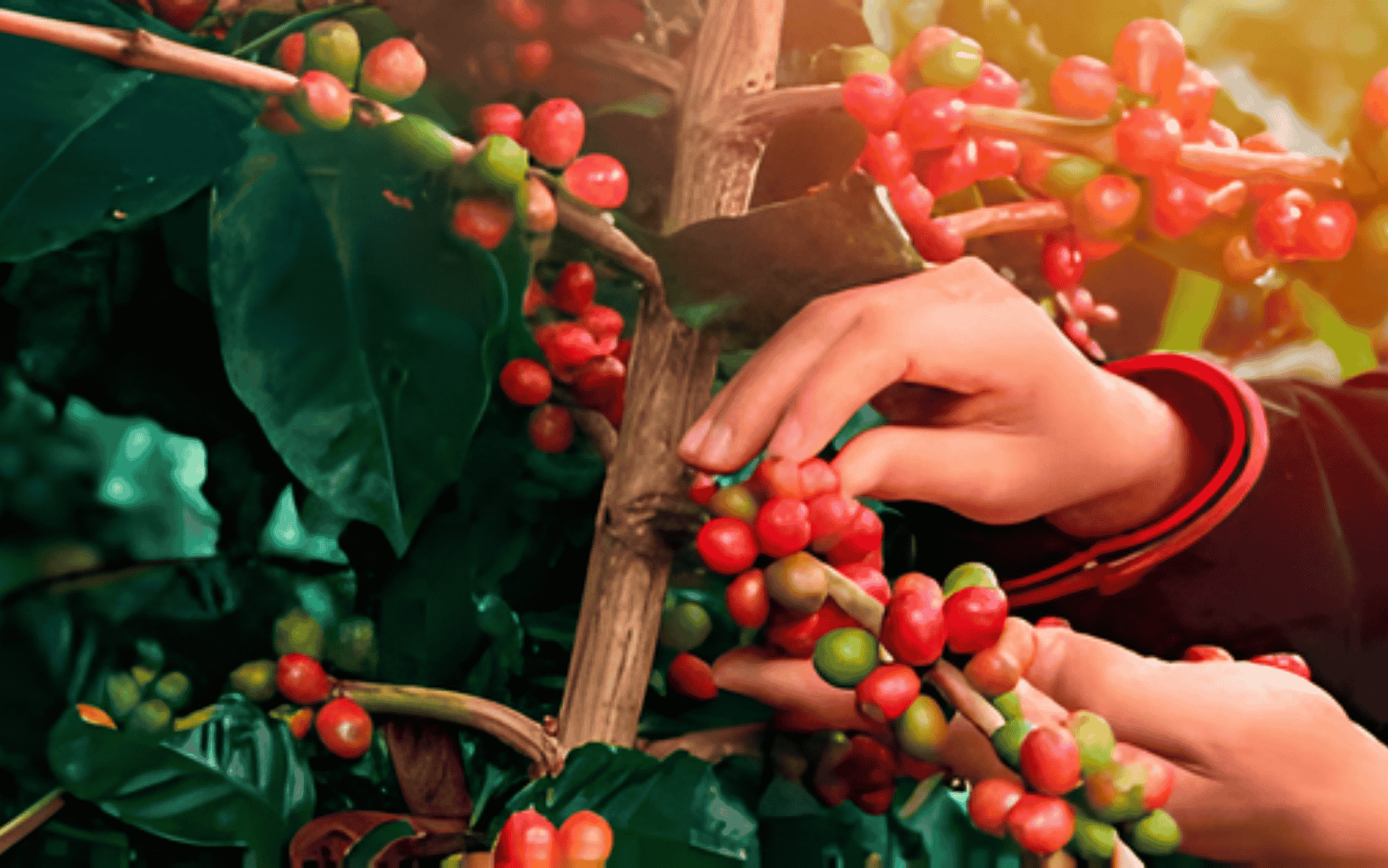 Muzambinho: Conhecendo a região produtora de café do Sudoeste de Minas