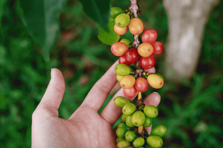 Geisha, Bourbon e Catuaí: entenda a diferença entre essas variedades de cafés especiais