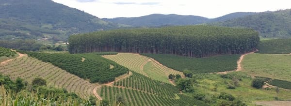 Conheça a Região do Pinhal e seus cafés