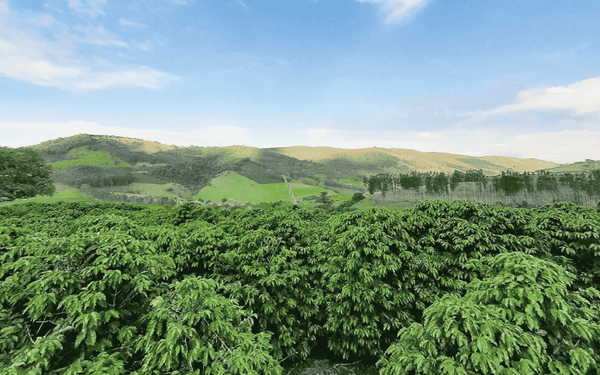 Tudo sobre a região IG Vale da Grama (SP)