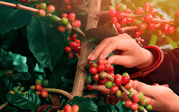Muzambinho: Conhecendo a região produtora de café do Sudoeste de Minas