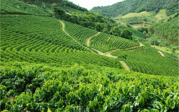 Caparaó: o paraíso dos cafés especiais que todo coffee lover precisa conhecer!